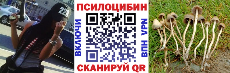 закладки  Малаховка  Псилоцибиновые грибы Psilocybine cubensis 
